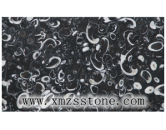 China marble, Black Fossil